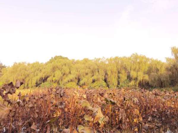 兴庆宫公园（Xingqing Palace Park）